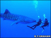 Whale shark