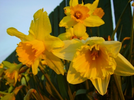 golden promise of springs arrival