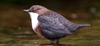 Dipper, copyright owned by RSPB.