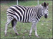 Zebra at Cricket St Thomas