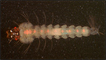Larva de mosquito