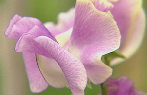 Sweet pea