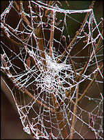 Cobweb