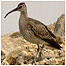 Whimbrel