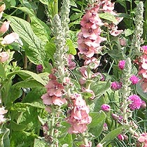 Verbascum 'Helen Johnson'