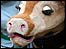 Pantomime cow