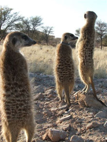 meerkats.jpg