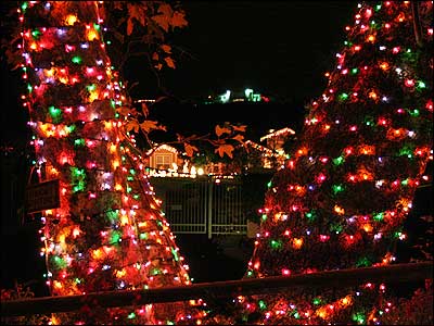 درخت تزئيين شده