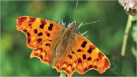 Comma c/o Jaybee and NE Wildlife