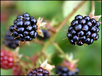 Blackberries