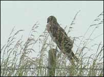 Montagu's Harrier