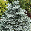 Picea pungens 'Globosa'
