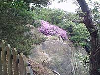 Nesscliffe Hill in early summer
