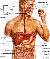 سيستم هاضمه 