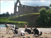River Wharfe at Bolton Abbey