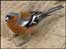 Chaffinch