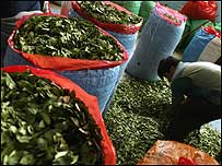 Coca leaves c/o AP Images