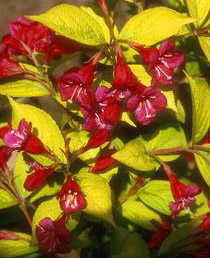 Weigela