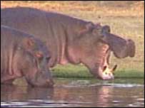 Hipopótamo