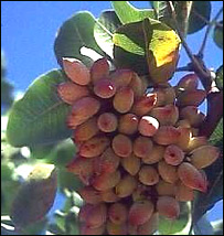 شاخه پر از پسته 