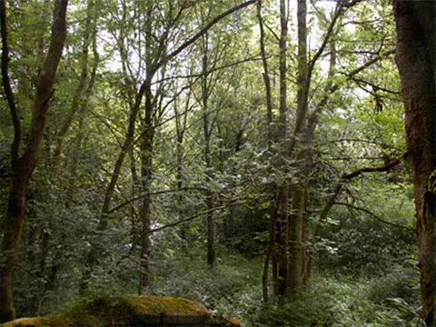 An untended wooded area of tall, thin trees with bushes and a small section of broken-down wall.