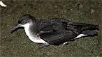 Manx shearwater. Photo: Bill Pound