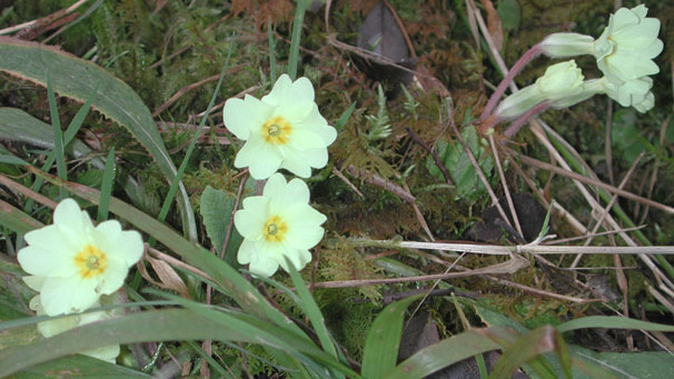 Wild primroses by the bridge over Reraig Burn near Lochcarron courtesy of Jean Stewart.