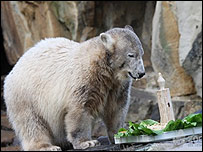Knut comemorando um ano com seu 'bolo' no zoológico de Berlim