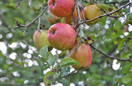 apple tree no. 10