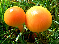 Autumn Waxcaps