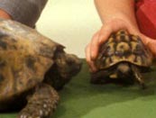 Click for More Pictures