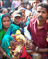 बंदरों की शादी