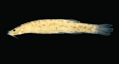 foto: Adriano Gambarini/Conservation International