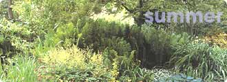 Summer garden