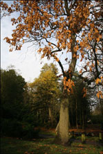 The record breaking Shagbark Hickory
