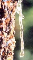 Y glud yn diferu o'r goeden 