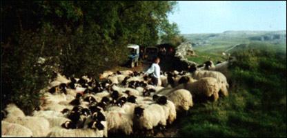  چوپان بچه و رمه