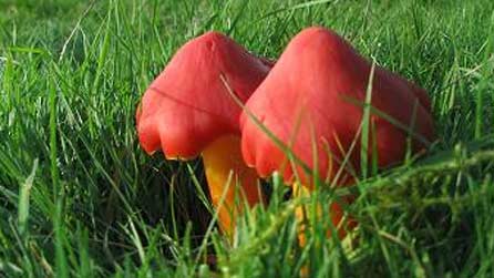 Waxcap fungi