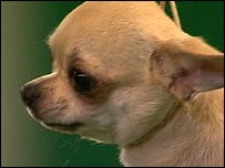 Toy Group winner 2008