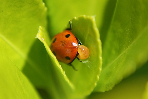 Seven-spot with parasitic wasp - Racheal Hardie