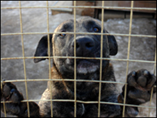 Собака в приюте