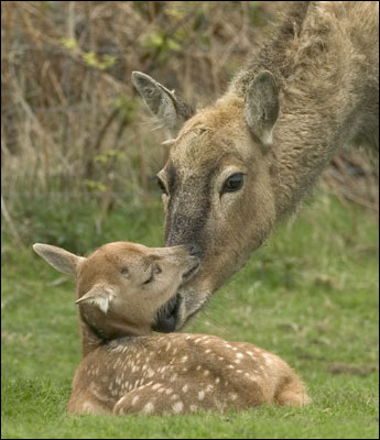 小麋鹿与妈妈（图片来源：诺斯里野生动物园）