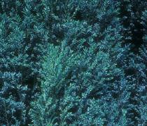 Lawson Birch Chilworth silver