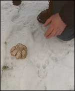 Paw print in the snow
