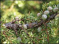 Juniper berries