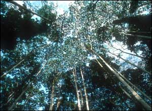 Koruny stromů v deštném pralese v Konžské pánvi, Středoafrická republika; copyright WWF - Canon/Martin Harvey