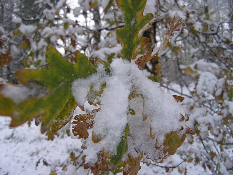 Snow on oak leaves