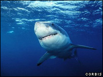 Žralok bílý - ilustrační foto