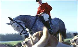 A mounted hunter and his hounds 
