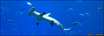 Hammerhead shark
